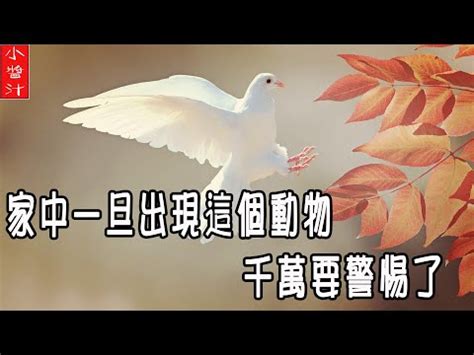 家中有蜈蚣風水|蜈蚣來訪：風水大師解讀